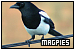  Magpies: 